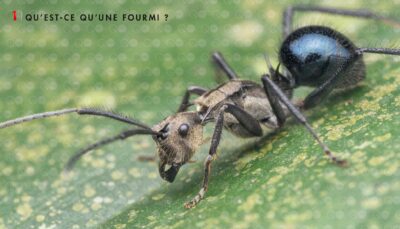 le monde des fourmis livre Page 008