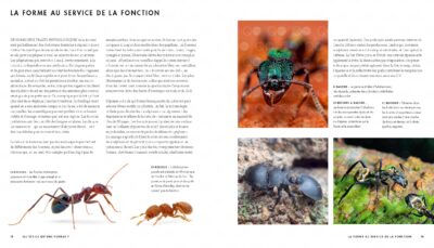 le monde des fourmis livre Page 010