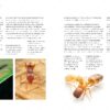 le monde des fourmis livre Page 011