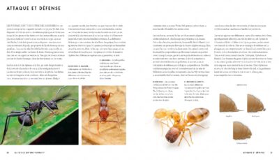 le monde des fourmis livre Page 011