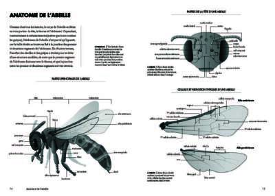 Les abeilles du monde Page 008